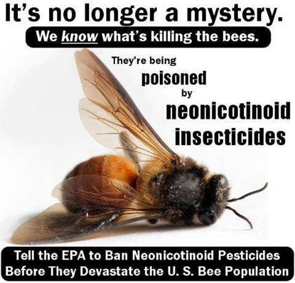 BEES-POISONED-BY-INSECTICIDE