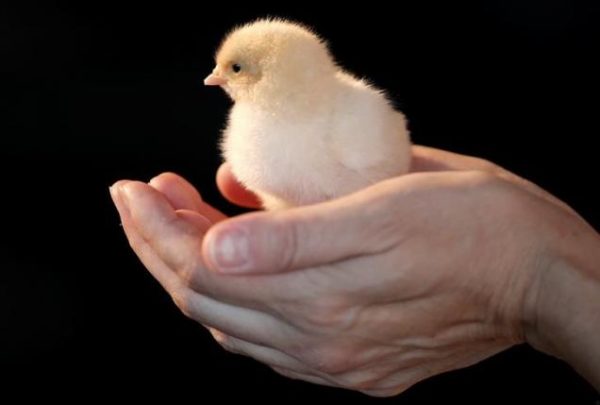 Man holds chick as billionaire philanthropist and Microsoft's co-founder Bill Gates speaks to the media in Manhattan