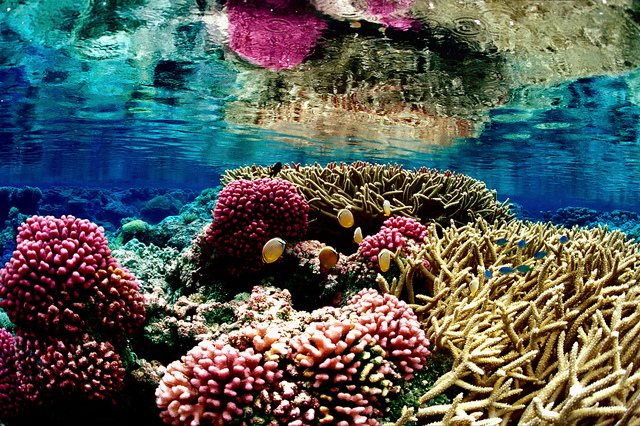 Image: Flickr, Coral reef ecosystem at Palmyra Atoll National Wildlife Refuge. Photo cedit: Jim Maragos/U.S. Fish and Wildlife Service