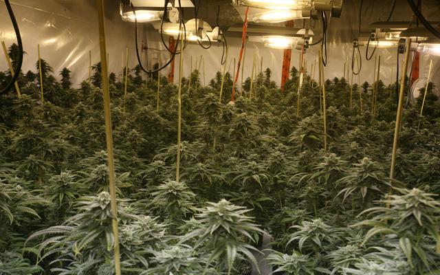 Indoor_Cannabis_Grow2
