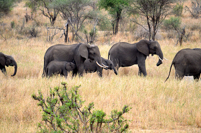 Africa Elephants Poaching