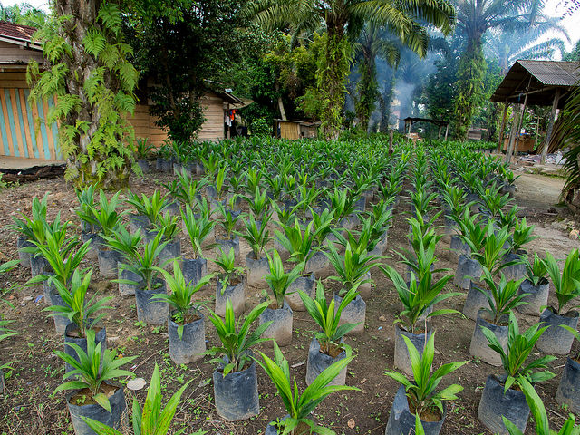 Palm Oil Nursery Image: Flickr, Aul Rah (CC BY 2.0)