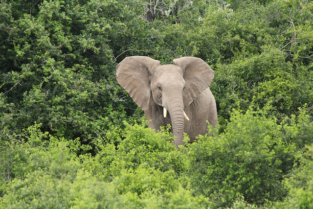 30 Percent of Africa's Elephants Lost to Poaching in the Last 7 Years