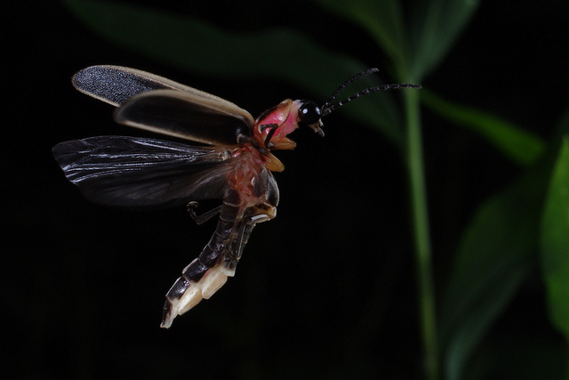 Firefly populations decline