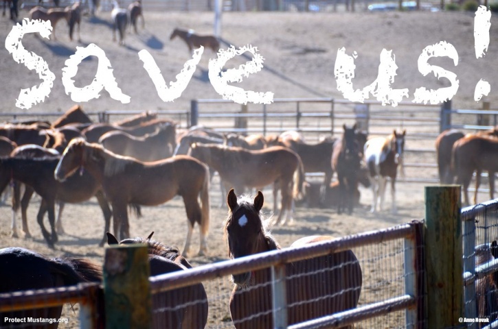 us-government-to-slaughter-45000-wild-horses