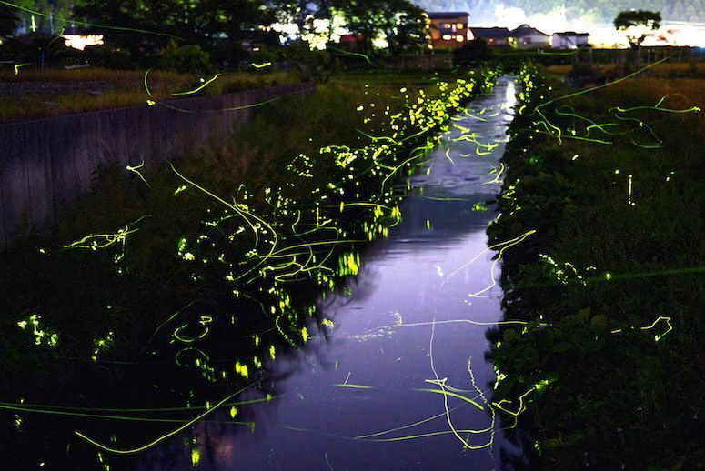 Fireflies darting about in Shiga, Japan. (Photo: ‘The Asahi Shimbun’ via Getty Images)