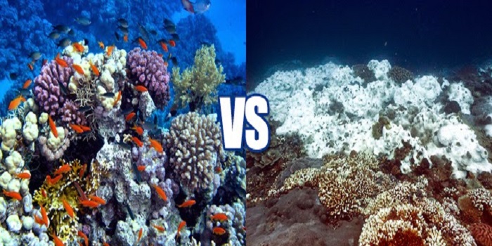 Coral reef bleaching - Before and after 