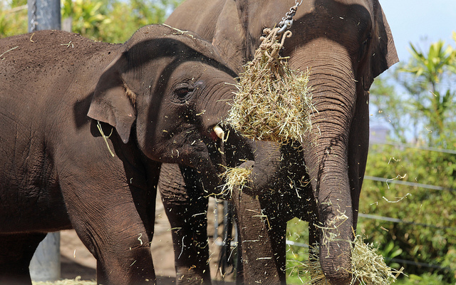 elephant