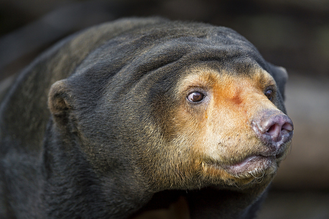 strange creature sun bear