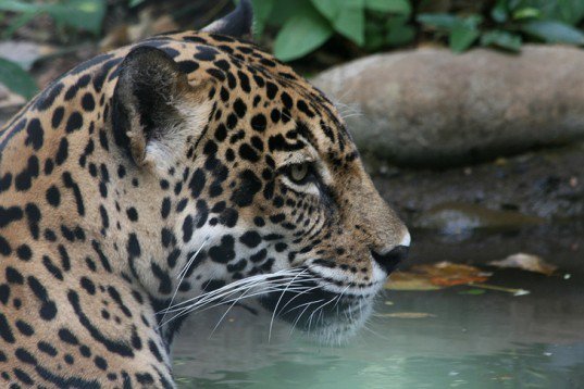 Costa Rica Becomes First Latin America Country To Ban Hunting For Sport