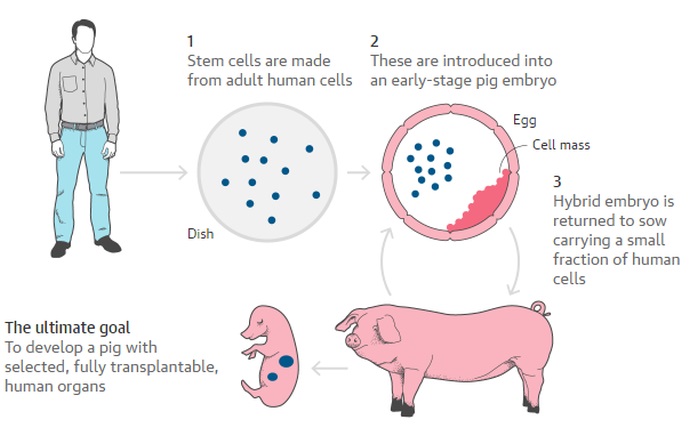 pig hybrid