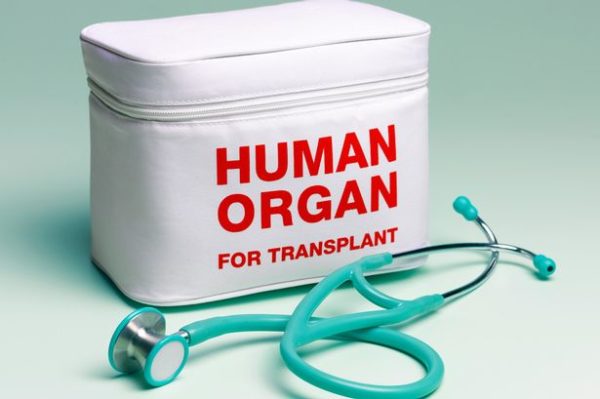 human organs