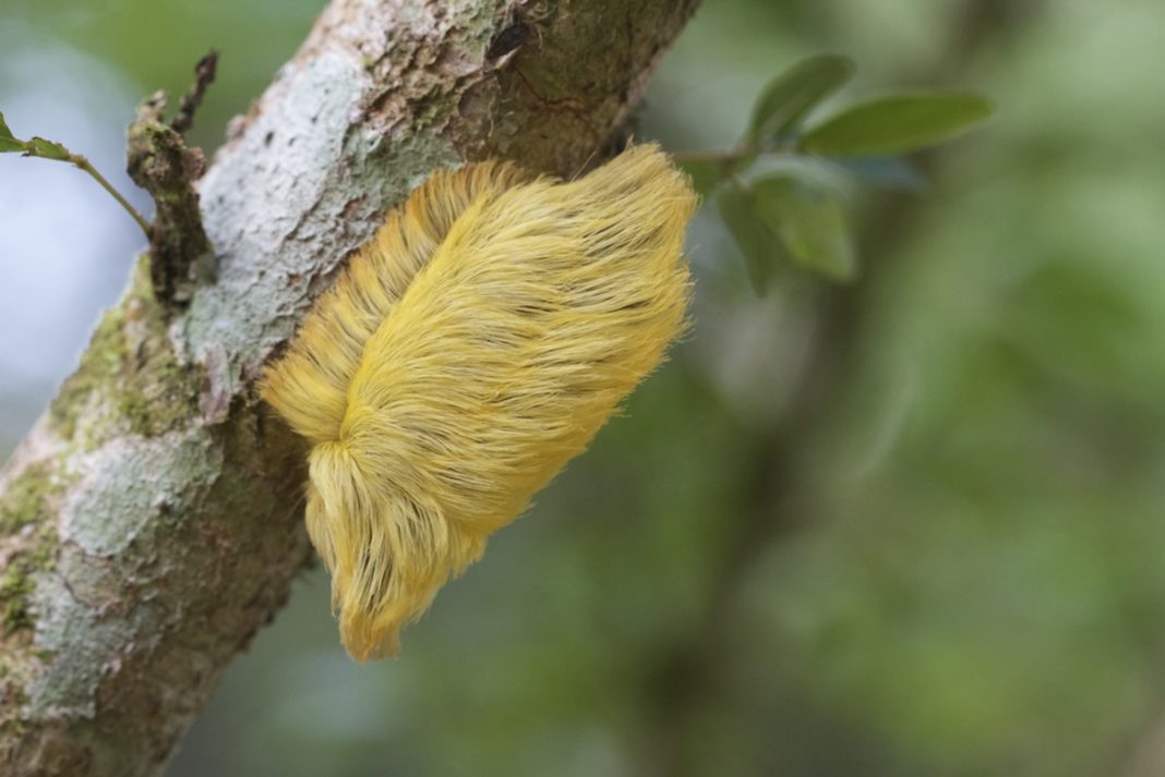 Trump's hairdo