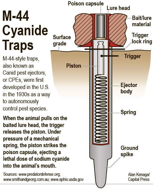 cyanide bomb