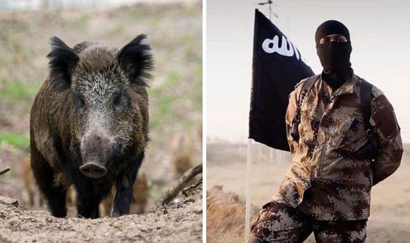 Boars eat ISIS