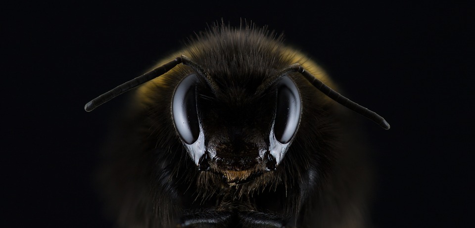 bee extinction