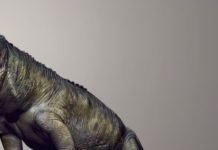 9-Foot Carolina Butcher Crocodile Ruled North America Before Dinosaurs