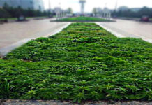 Marijuana Plants Thriving On The Streets Of Kazakhstan Despite Strict Legislation Against It