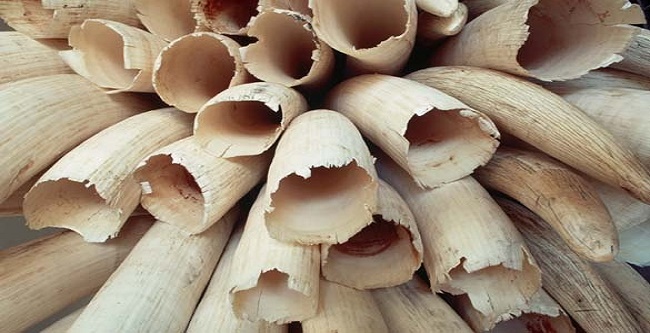 Breaking: Hong Kong Announces Plan To Ban The Ivory Trade