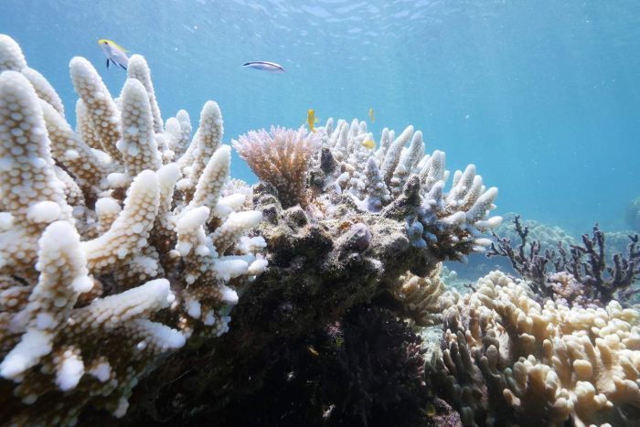 Dramatic Underwater Images Capture Dying Coral in the Great Barrier Reef