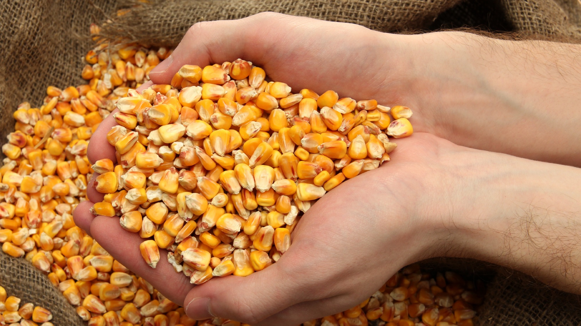 Corn на русском. Кукуруза (зерно). Кукурузные зерна. Кормовая кукуруза. Кукуруза фуражная.