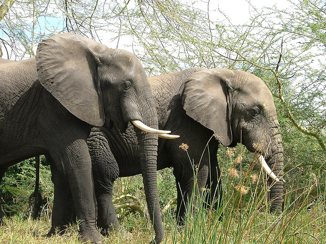 Africa Elephants Poaching