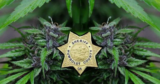 War Against Cannabis