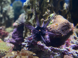 ocean wildlife