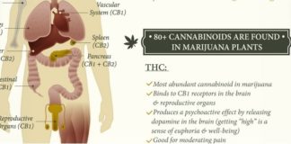 ingest cannabis