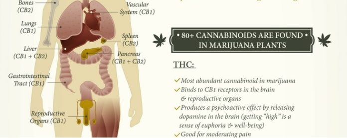 ingest cannabis