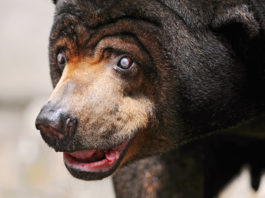 strange creature sun bear