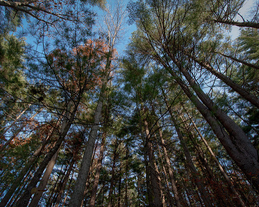 forests