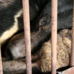 Bear Bile