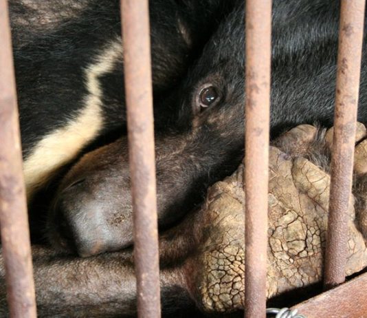 Bear Bile