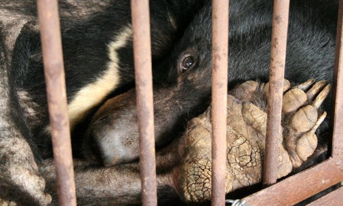 Bear Bile