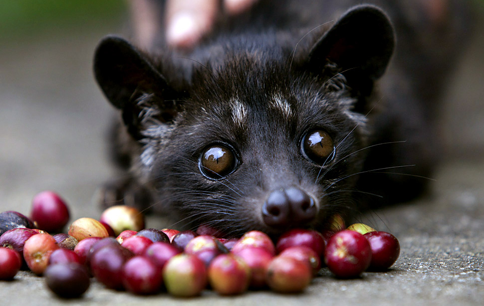 Civet cat coffee price per cup