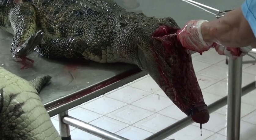 Graphic Video Exposes How Famous Brands, Like Louis Vuitton, Make Crocodile Skin Bags