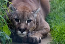 Costa Rica Becomes First Latin America Country to Ban Hunting for Sport