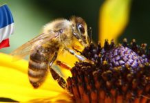 France bans pesticide
