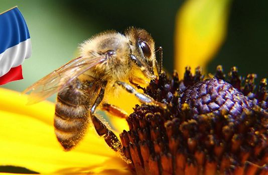France bans pesticide