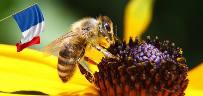 France bans pesticide