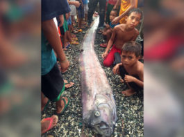 Oarfish