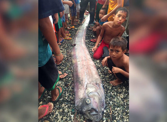 Oarfish