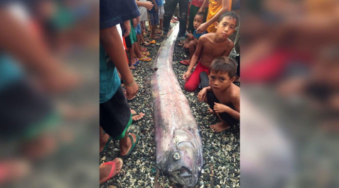 Oarfish