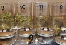 cultivation of marijuana