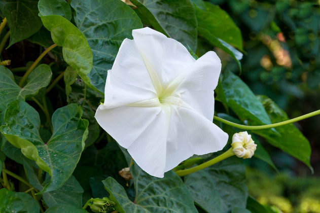 How To Plant Your Very Own Luminous Moon Garden