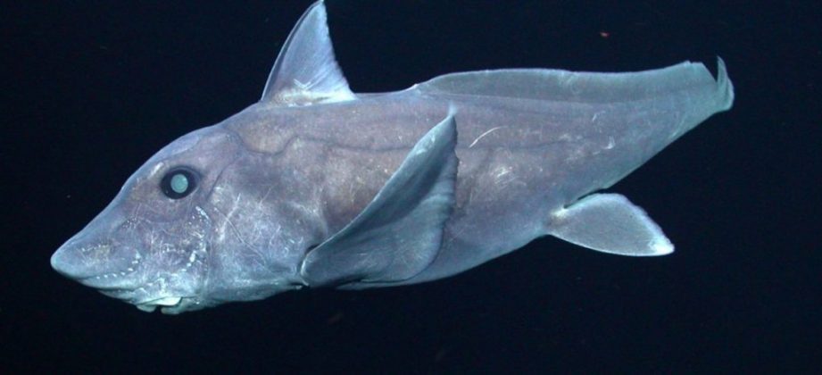 are ghost sharks dangerous