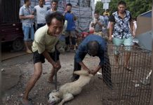 Yulin Festival China: How Dogs & Cats Are Tortured To Death “To Make Meat Tastier”