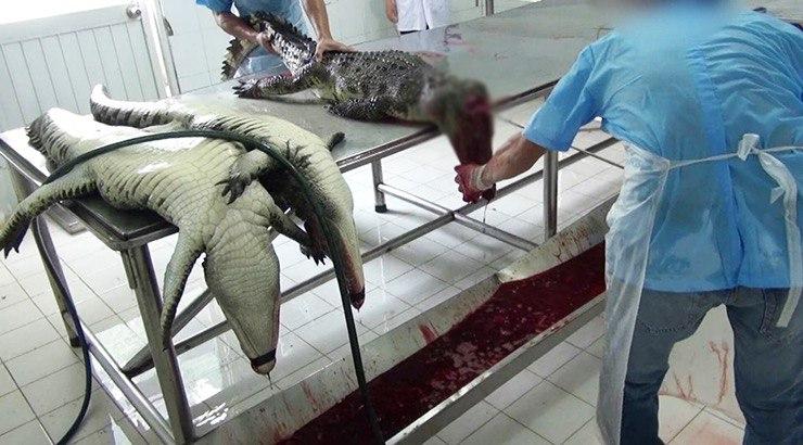 Footage Shows Crocodiles Skinned for Louis Vuitton Leather Bags While Still Alive