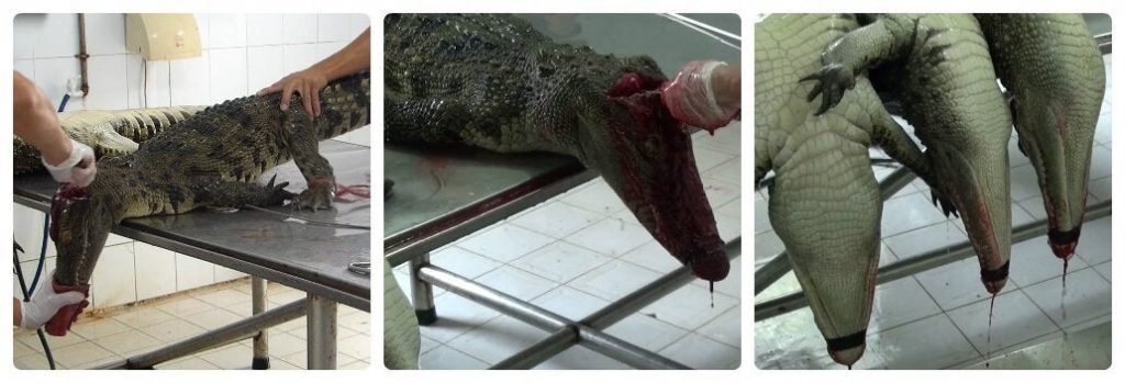 Footage Shows Crocodiles Skinned for Louis Vuitton Leather Bags While Still Alive | Elexonic